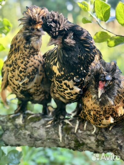 Куры павловские золото