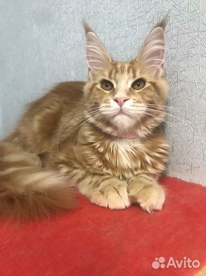 Шикарная кошечка мейн-кун