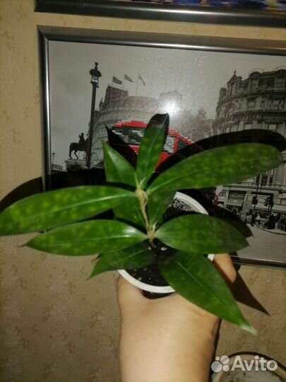 Комнатные цветы