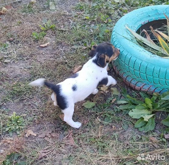 Джек рассел терьер мальчик