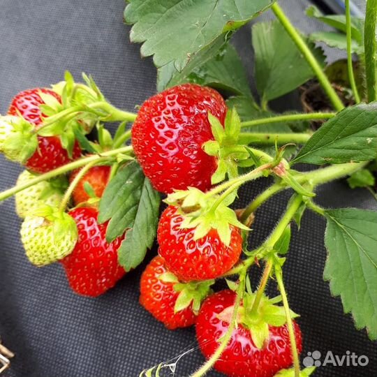Земляника азия Итальянской селекции