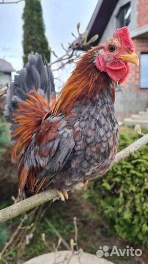 Малазийские Серамы