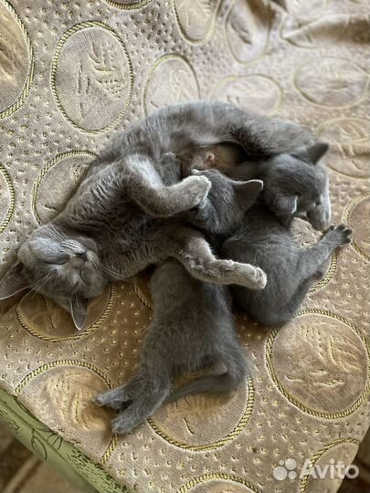 Котята бесплатно