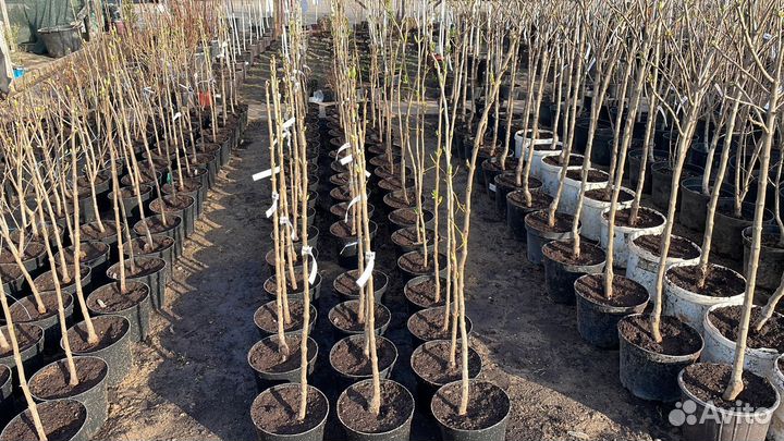 Саженцы черешня Чёрный принц