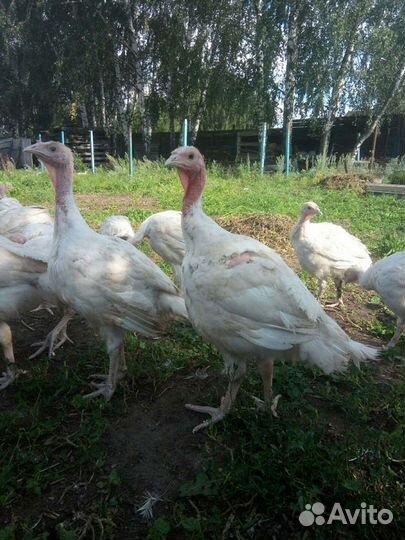 Мясо домашней индейки