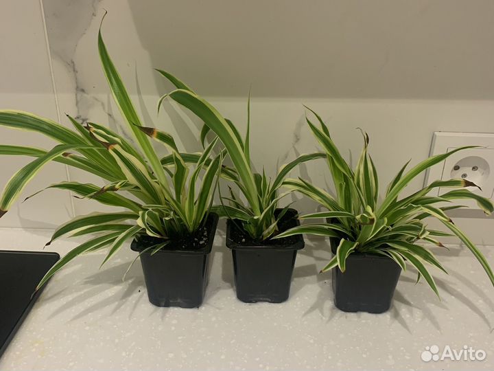 Хлорофитум