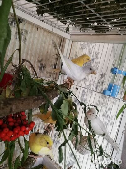 Кенар и канарейка