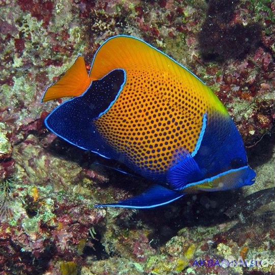 Морская аквариумная рыба