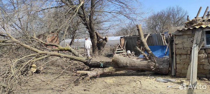 Спил деревьев