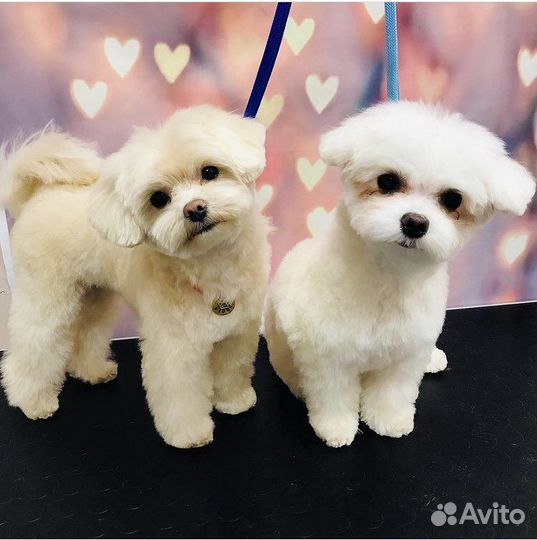 Грумер в Рыбацком