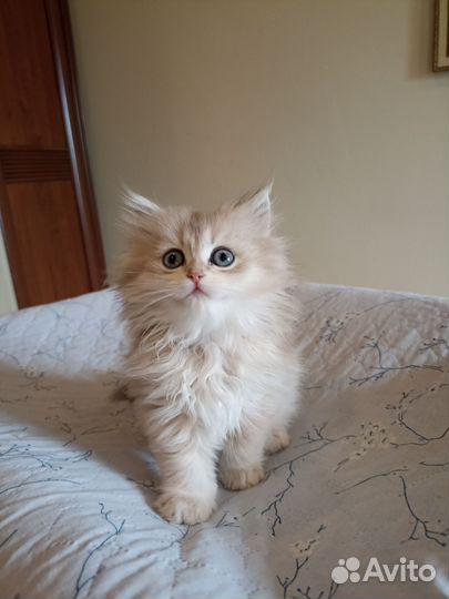 Персидская кошечка