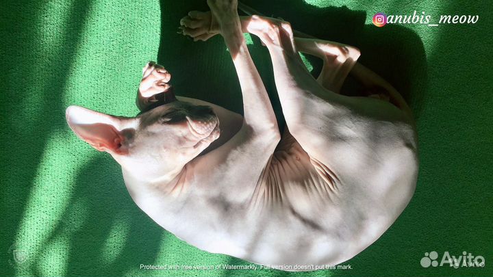 Донской сфинкс - вязка