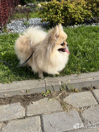 Шпиц вязка девочка