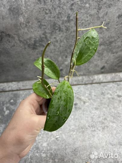 Хойи разные