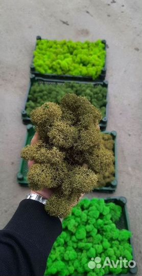 Ягель стабилизированный мох