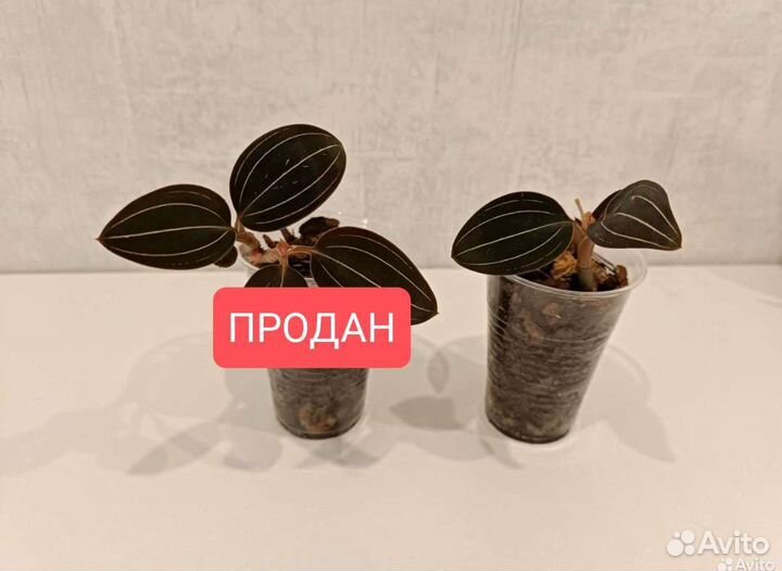 Орхидея лудизия (драгоценная орхидея)