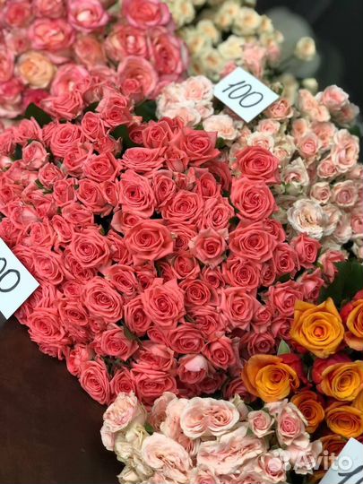 Кустовая роза Доставка Роза кустовая