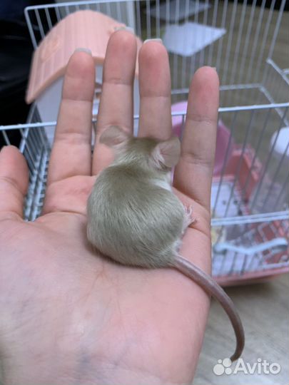 Сатиновые мыши