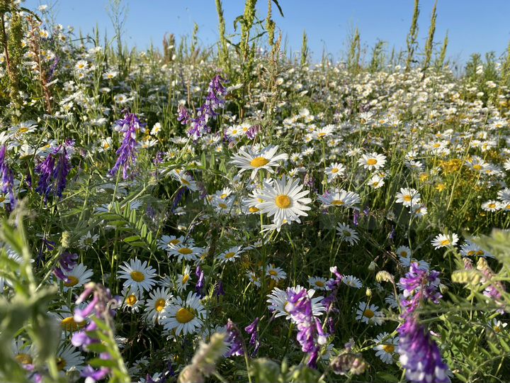 Участок 8 сот. (ИЖС)