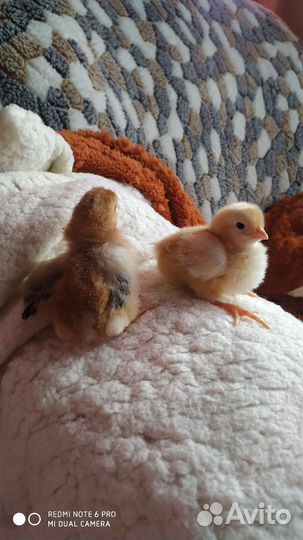 Цыплята леггорна парцеляновый
