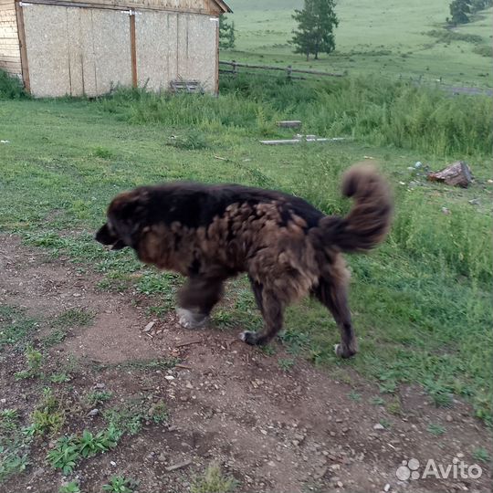 Щенки кавказской овчарки