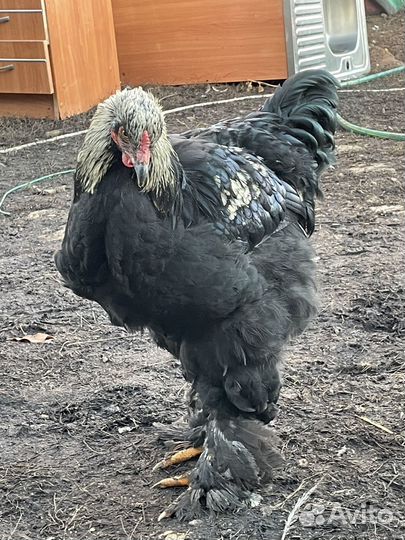 Петух породы Кохинхин стандарт