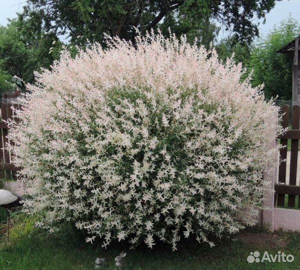 Ива цельнолистная Высота от 50см