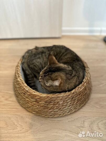 Лежанка для кошек на доставке