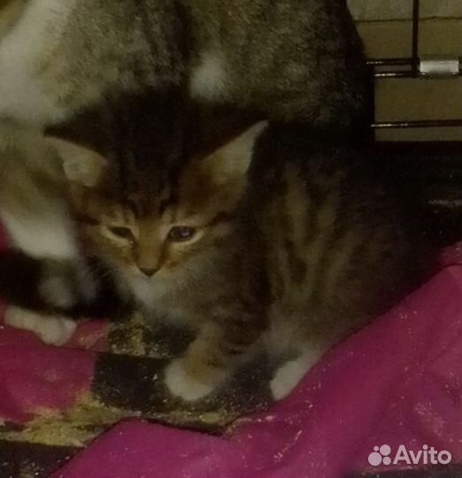 Малыши ищут дом