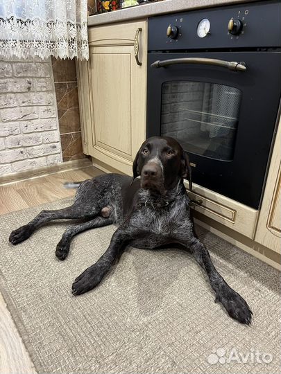 Курцхаар вязка