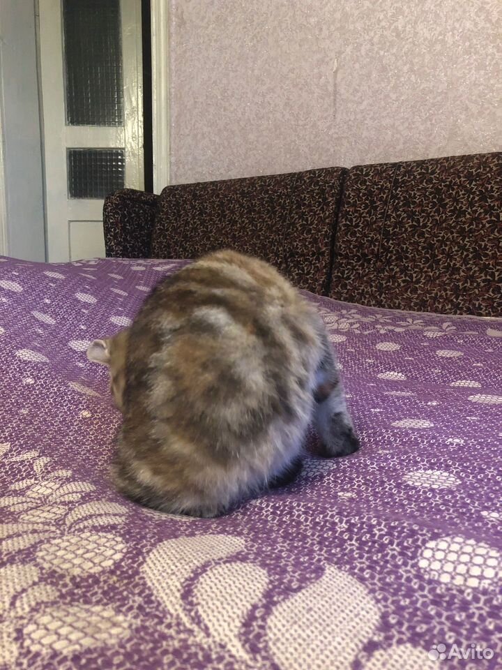 Котёнок в добрые руки, Губкин