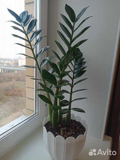 Замиокулькас