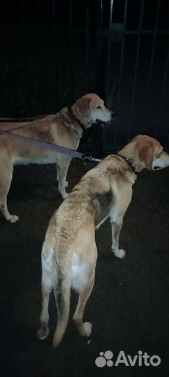 Щенки русской гончей