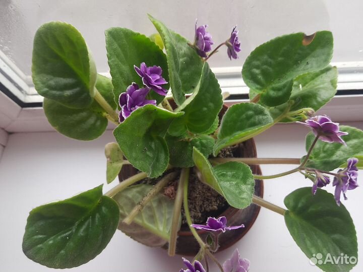 Комнатные цветы