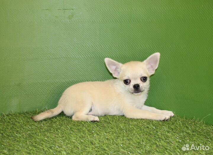 Гладкие и пушистые щенки Чихуахуа от 13 т.р