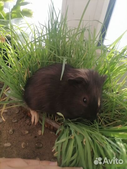 Морская свинка