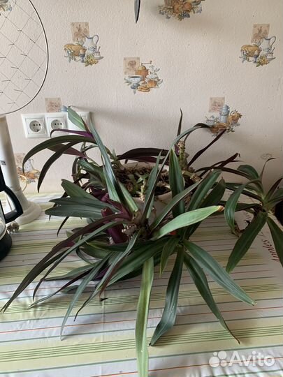 Традисканция рэо,домашний цветок