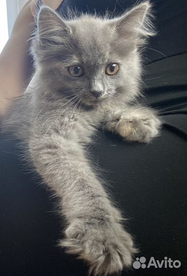 Котята