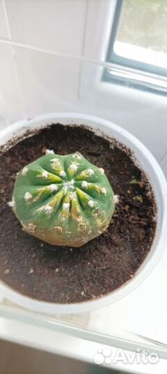 Кактус эхинопсис полуобнаженный