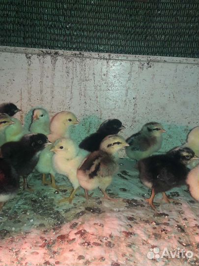 Цыплята
