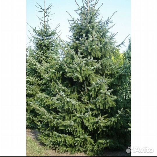 Ель сербская