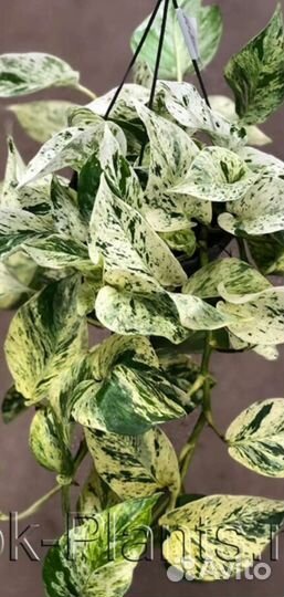 Сциндапсусы и эпипремнумы