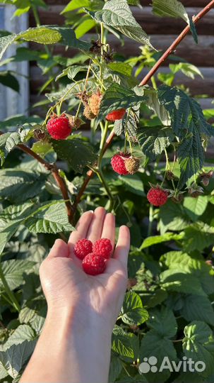 Саженцы малины, смородины, клубники:Карамелька