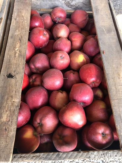 Яблоки джеромини