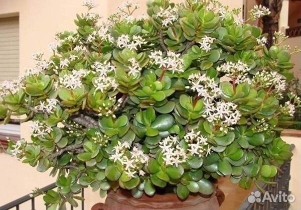 Денежное дерево. Толстянка