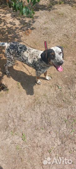 Долматинец