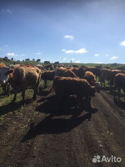 Коровы, телки, быки