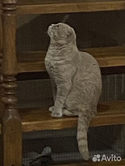 Шотландский кот вязка
