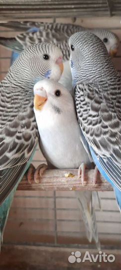 Волнистые попугайчики