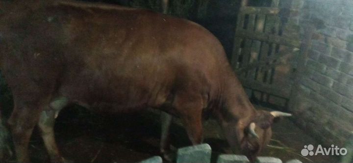 Корова первотелка